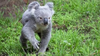 Koala