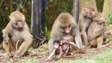 Kito-baby-baboon-oakland-zoo