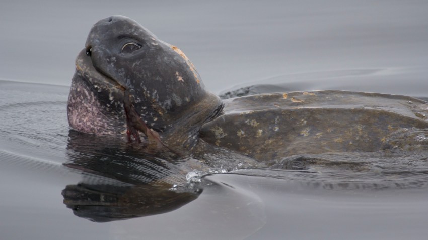 LB_feeding_MontereyCA_MichaelSack