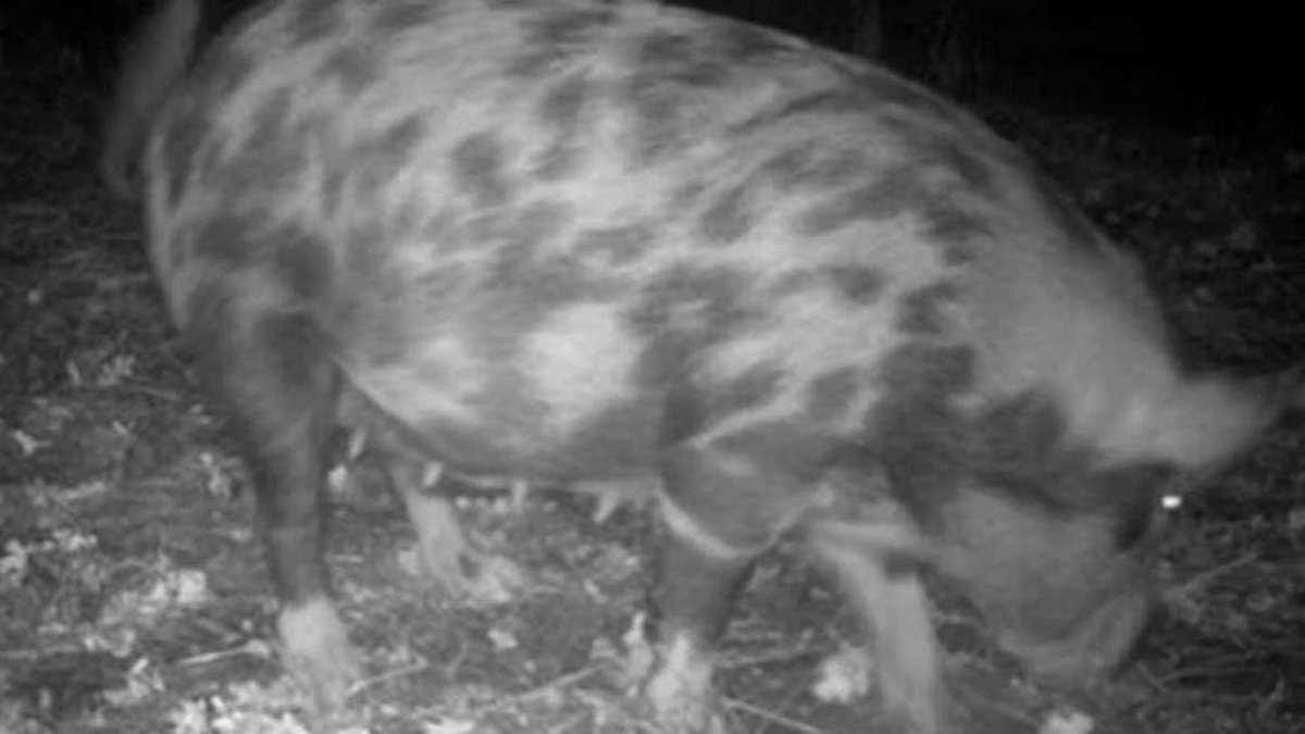 Feral Pigs Causing Problems for Lafayette Residents NBC Bay Area