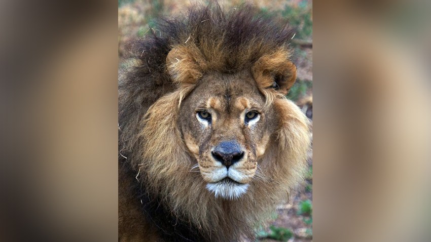 Lion-Oakland-Zoo