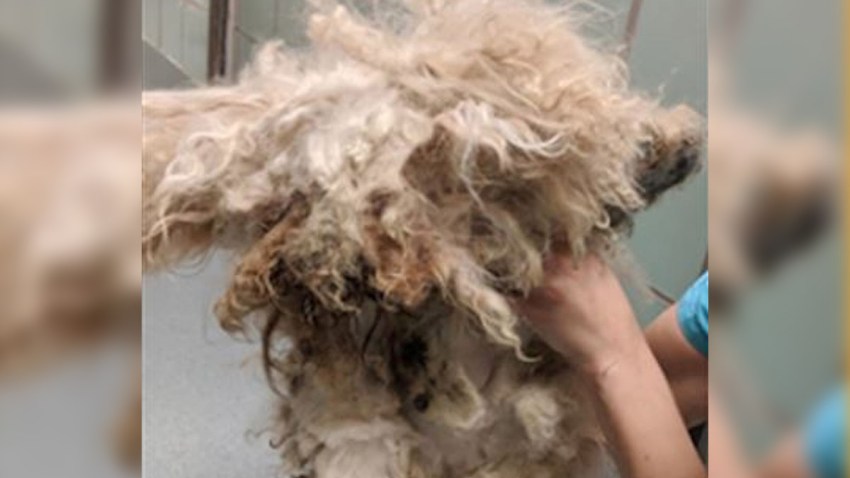 Lionheart Before Transformation
