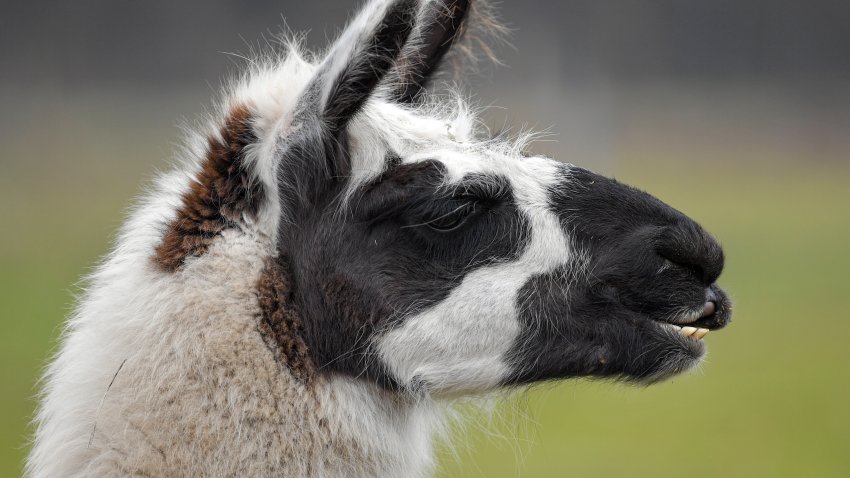 A Lama from the Märkisches Lamahof of Anita Selig-Smith stands on a pasture.