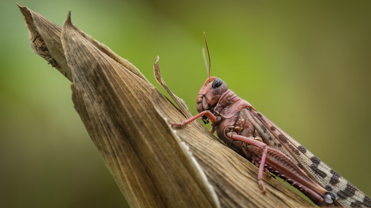 Malaysian carnivorous giant grasshopper. : r/BeAmazed