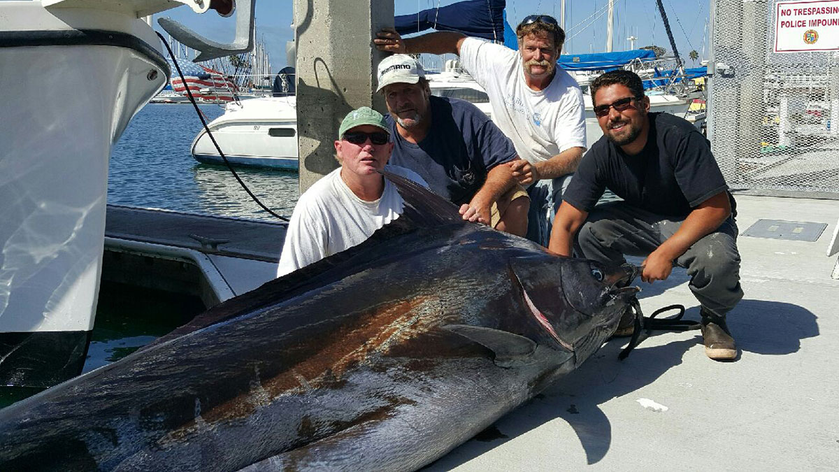 Massive Marlin Caught Off Encinitas NBC Bay Area