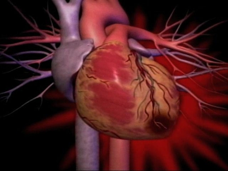 Mercy_Heart_078_large_448x336