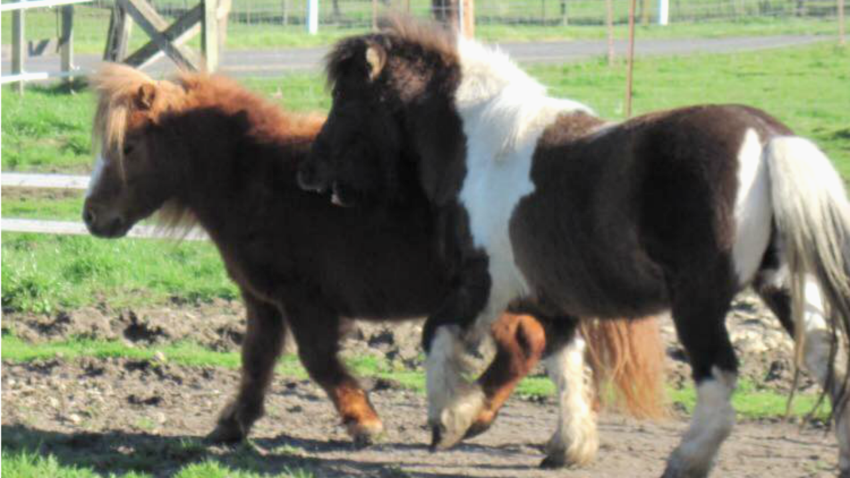 Driver Smashes Into North Bay Barn Kills Two Mini Horses Nbc