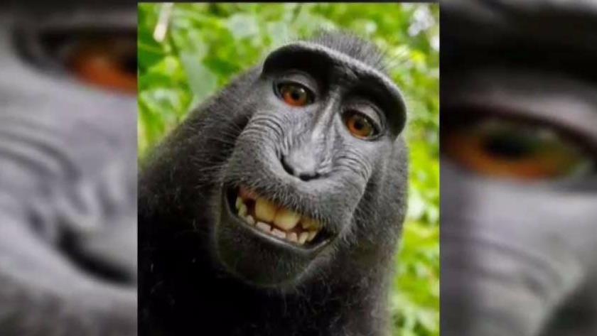 Monkey_Selfie_Lawsuit_Begins_Today