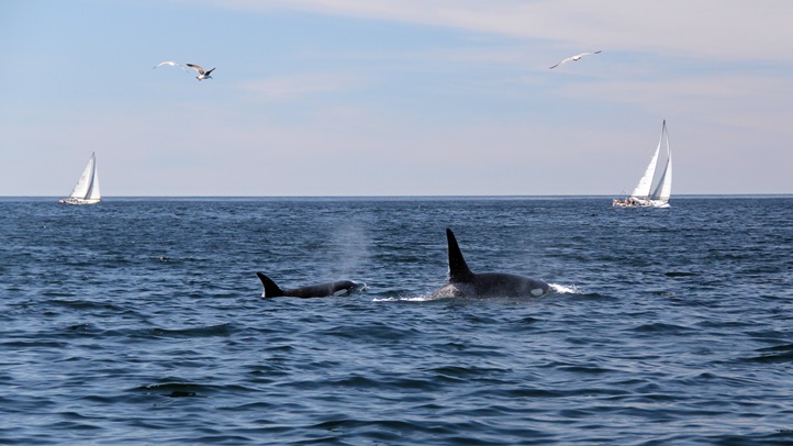 Montereybayorca123