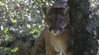 Mountain Lions STILL 1