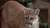 Mountain lion sighting reported in Millbrae