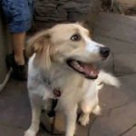 Natalie Morales dog Zara