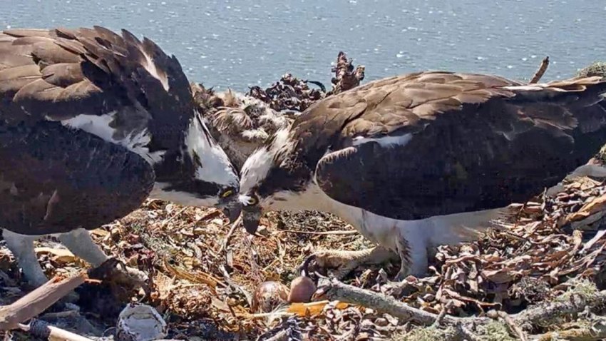 OSPREY-2