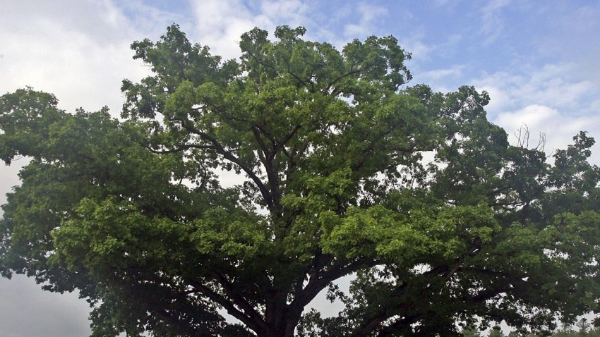 OakTree3