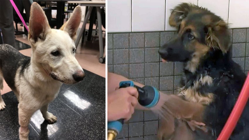 OaklandDogsAbused