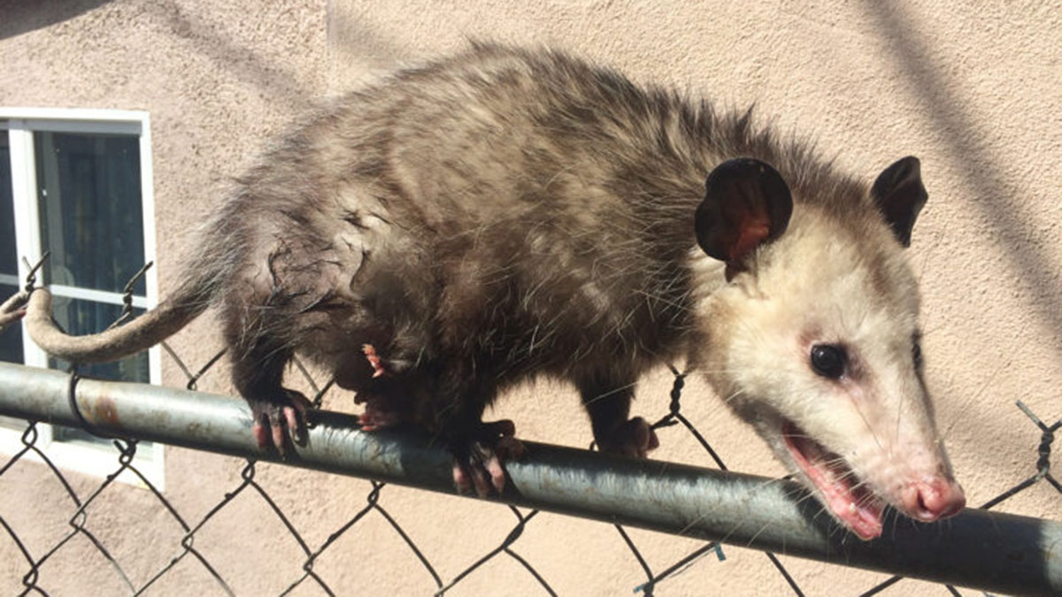 Mother Opossum With Seven Babies Rescued from Chain Link Fence NBC