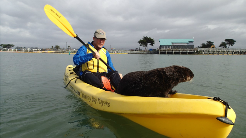 OtterKayakEdit1
