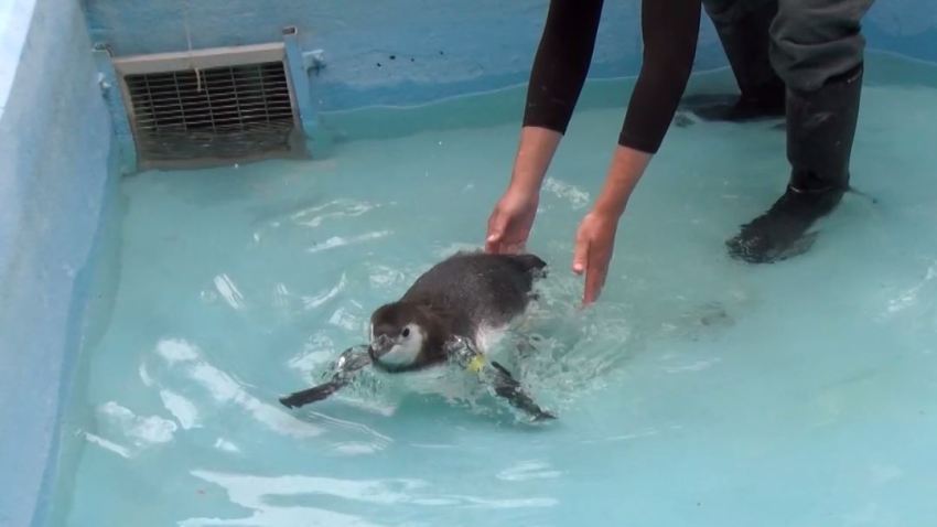 PENGUIN SNIP PIC