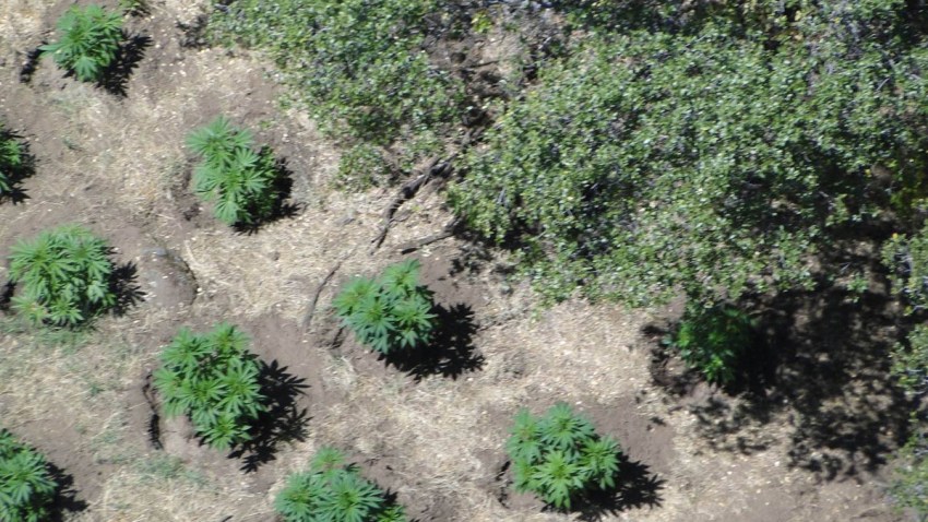POT-FARMS-IN-FRESNO