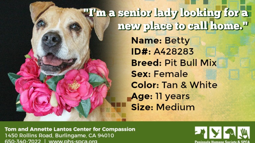 POTW Betty A428283
