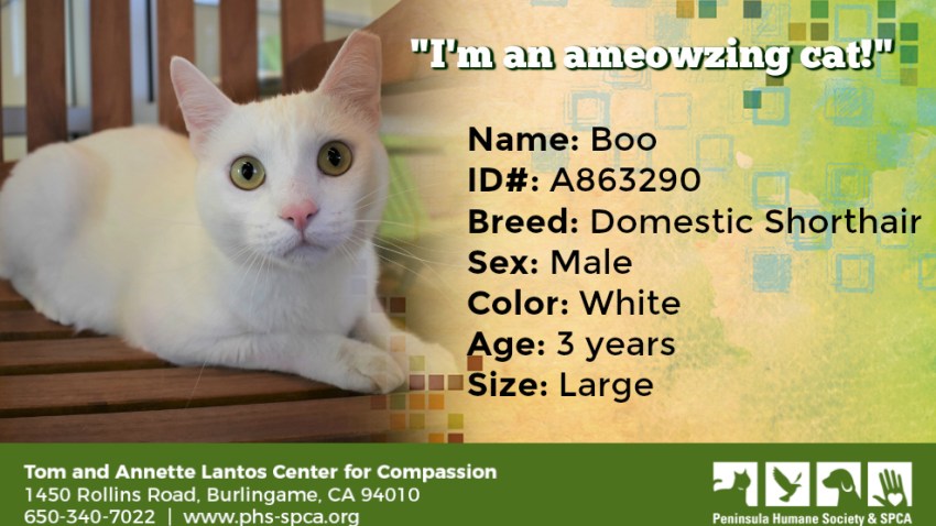 POTW Boo A863290