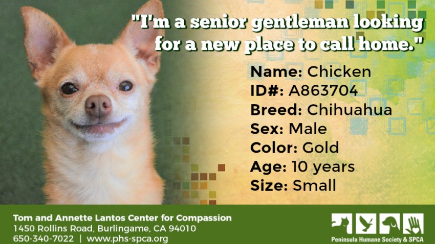 POTW Chicken A863704
