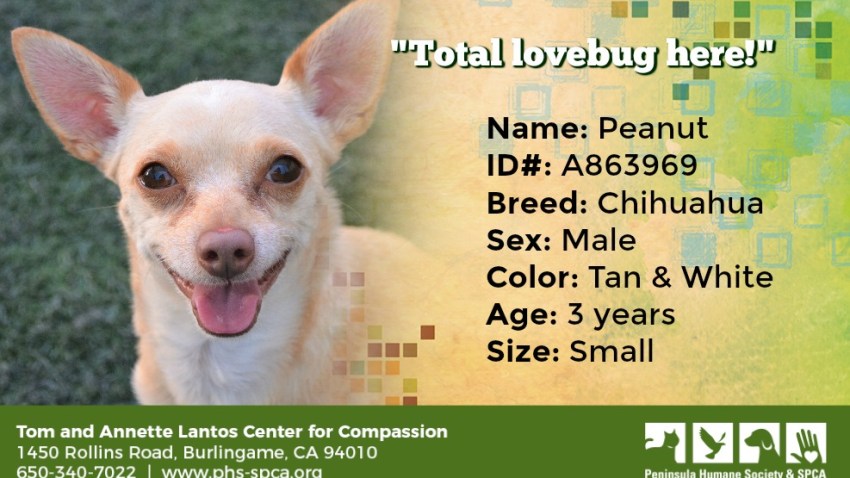 POTW Peanut A863969