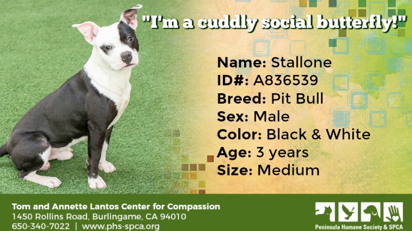 POTW Stallone A836539