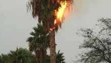 Palm-tree-fire