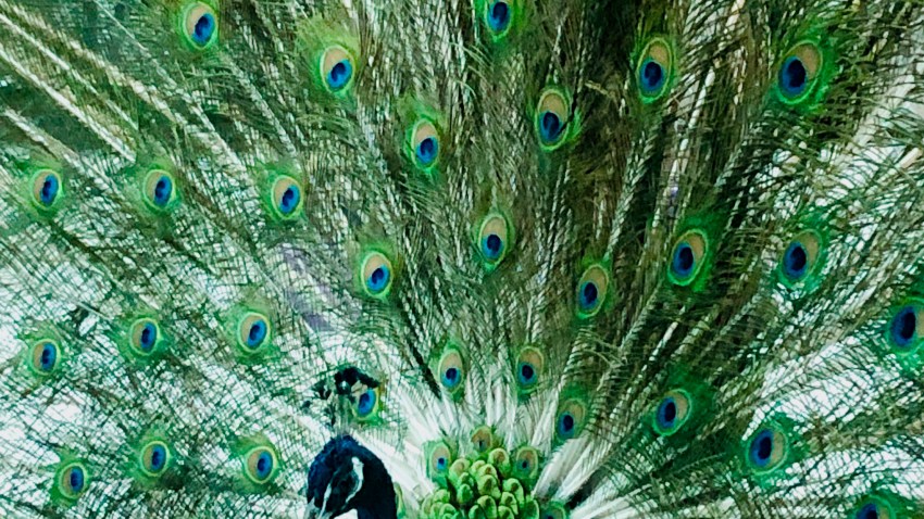 Peninsula Humane Society Peacock 3