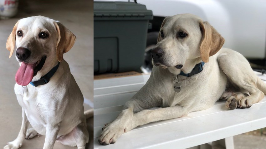 Pepperjack CTS Adoption
