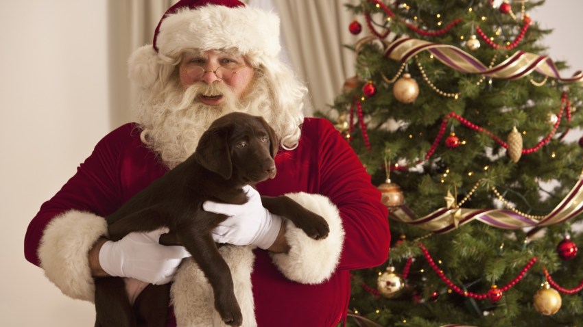 PetPhotosSanta33e