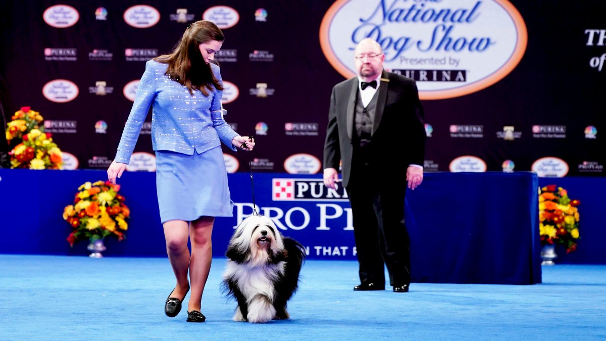 2021 National Dog Show: History, Time, New Breeds, How to Watch and More – NBC Bay Area - Vimarsana News