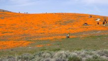 ROSATO POPPY HILL CROWDS