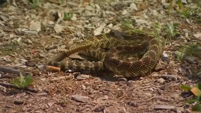 A rattlesnake in the South Bay.