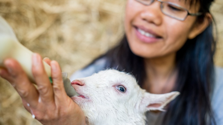Redwood-Hill-Farm-Cr-Dawn-Heumann-goat