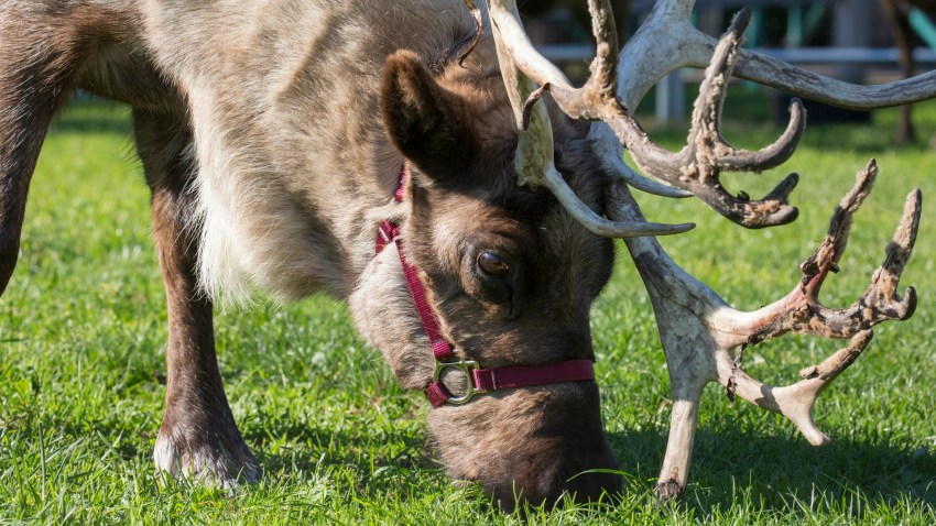 Reindeer11.19.16