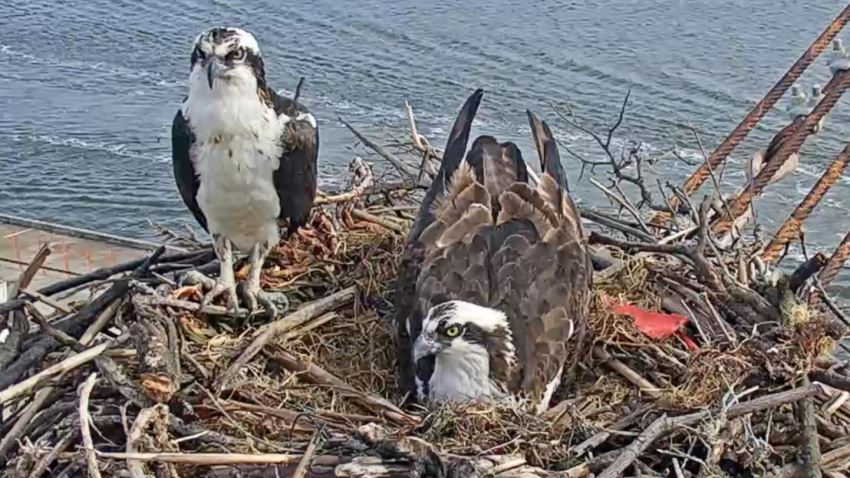 RichmondOspreys
