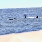 Rosato-whale fins