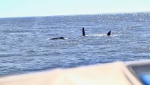 Rosato-whale fins