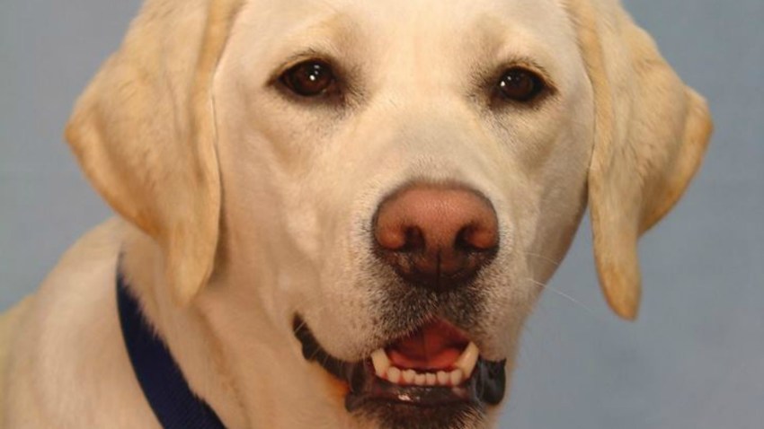 Rosie-k9-Dog
