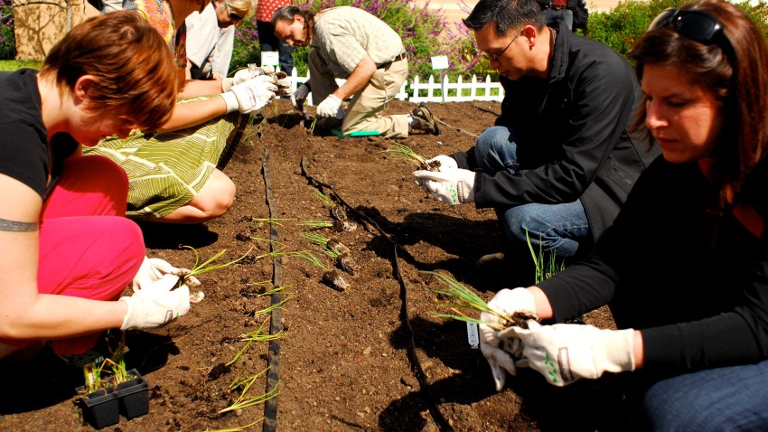 Row of gardeners2