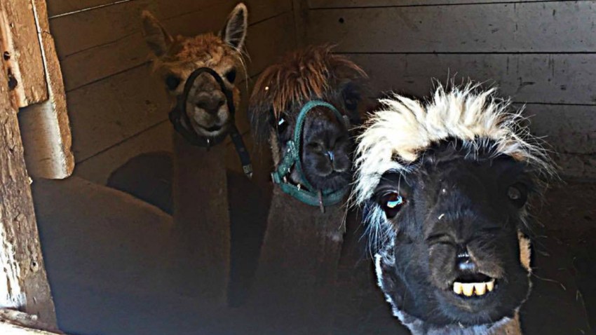 SCCAS.Alpacas.evaced.to.Fair.Grounds.Sept.2016