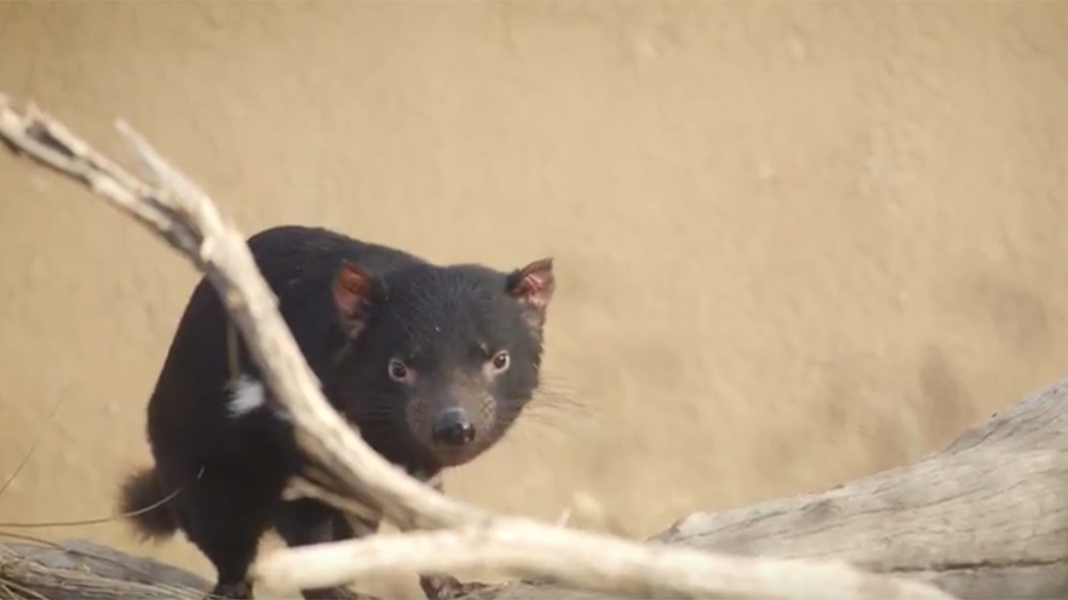 How vaccinating Tasmanian devils could spare humans another pandemic