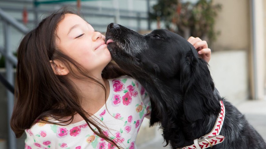 SFSPCA-IMAGE