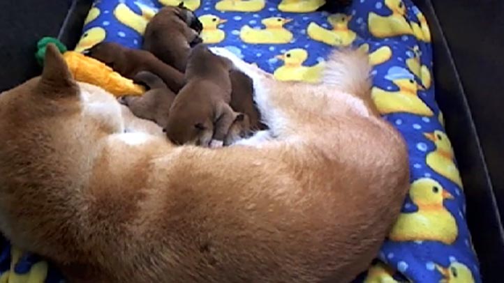 Shiba Inu Puppy Cam Returns Nbc Bay Area