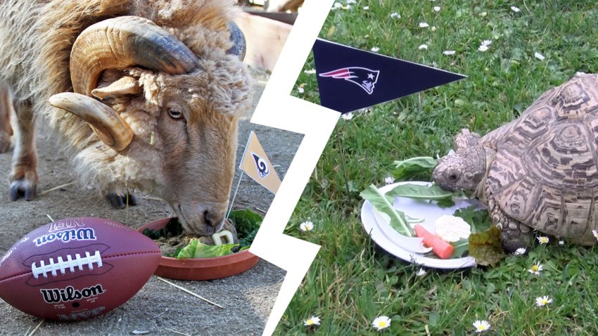 SFZooSuperBowl