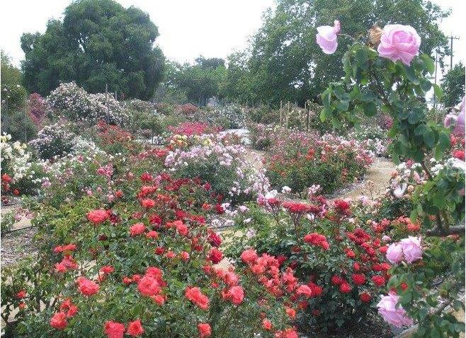 SJrosegarden