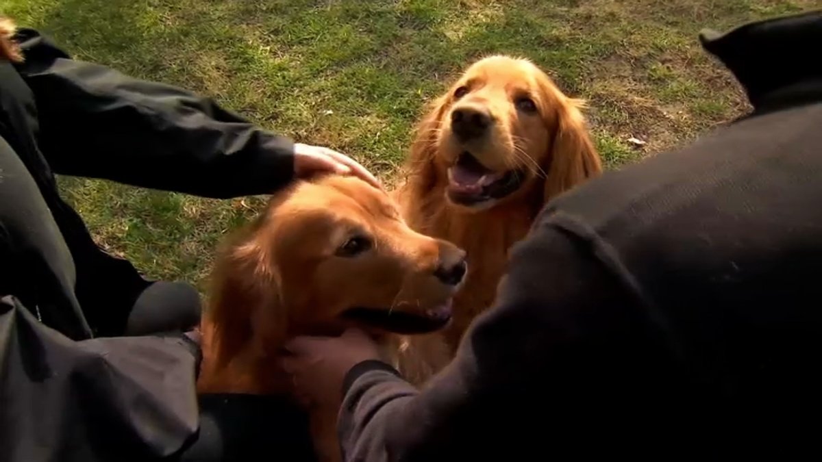 San Jose Couple’s Dogs Allegedly Sedated by Pet Sitters NBC Bay Area