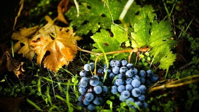 SavorSonomaGrapes